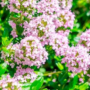 ローズマリーフレンチラベンダー白コーラプラント　苗セットリュウキュウヨモギ ローズマリーフレンチラベンダー白コーラプラント 苗セット